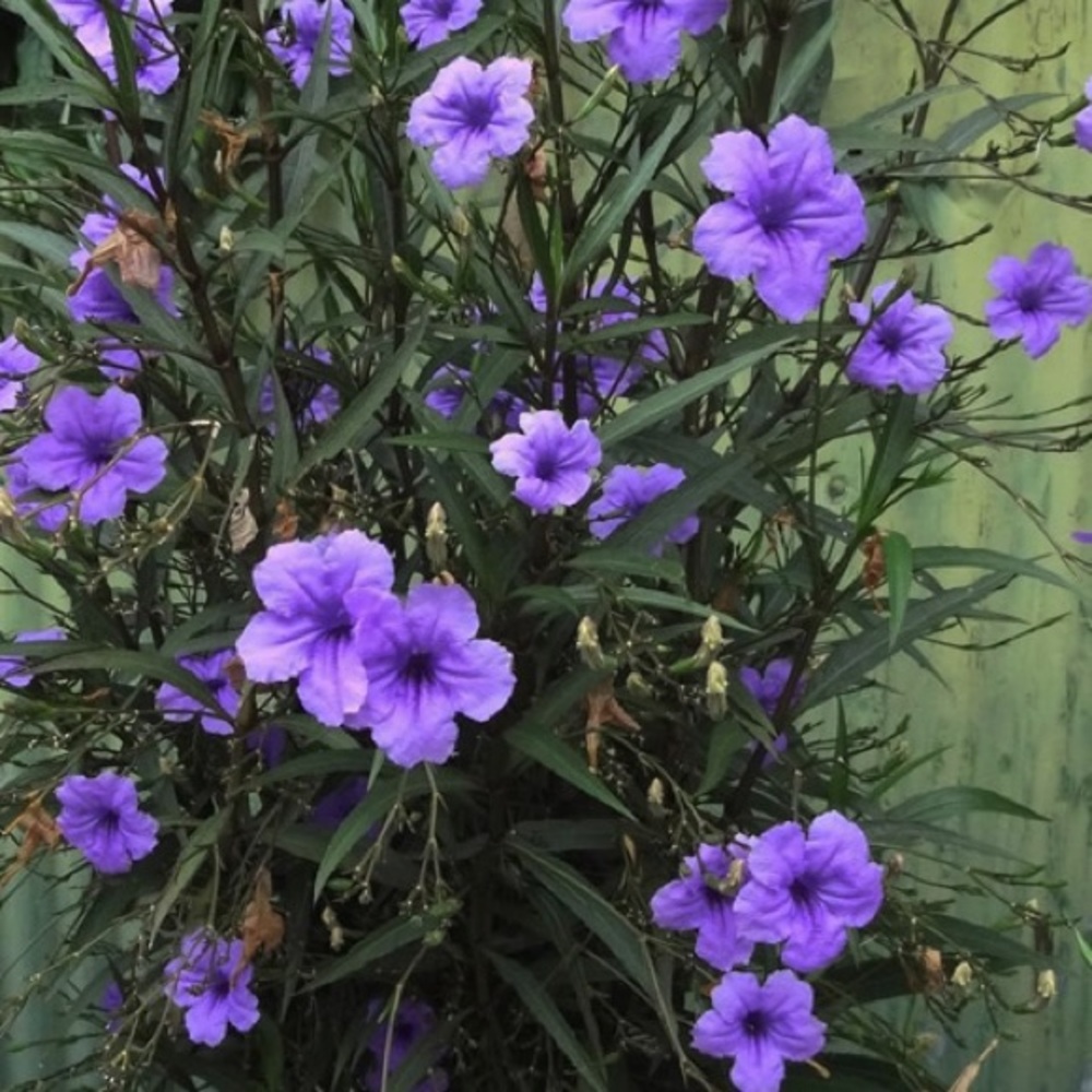 10+ extras free! Mexican Petunia Tall - Ruellia live bare rooted plants!  Hardy! - Picture 2 of 6